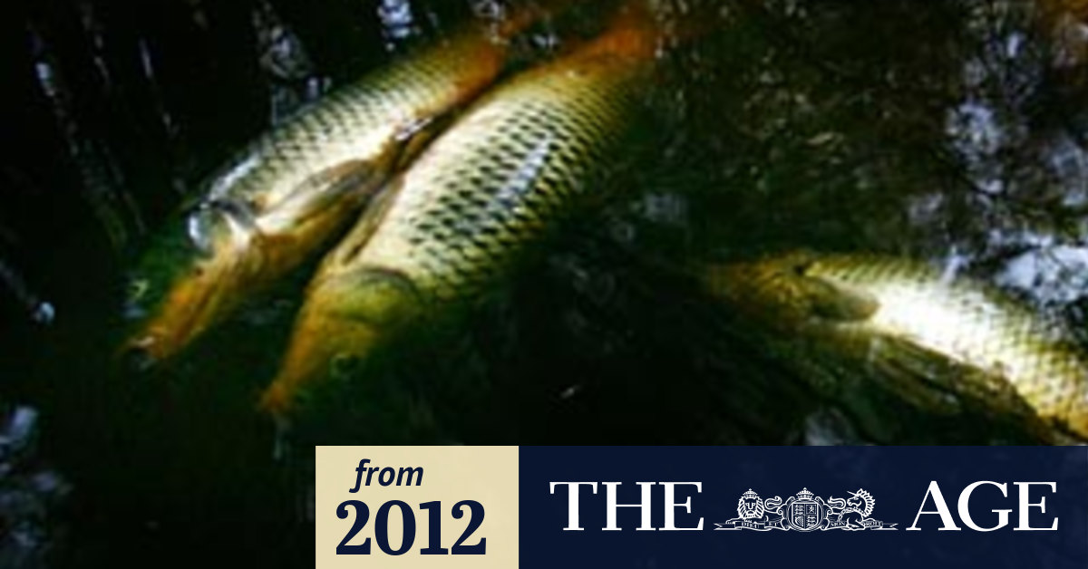 'Black water' kills fish in Reservoir wetlands